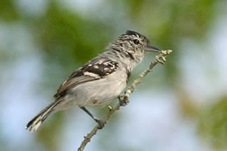 Borstbandmiersluiper - Herpsilochmus pectoralis